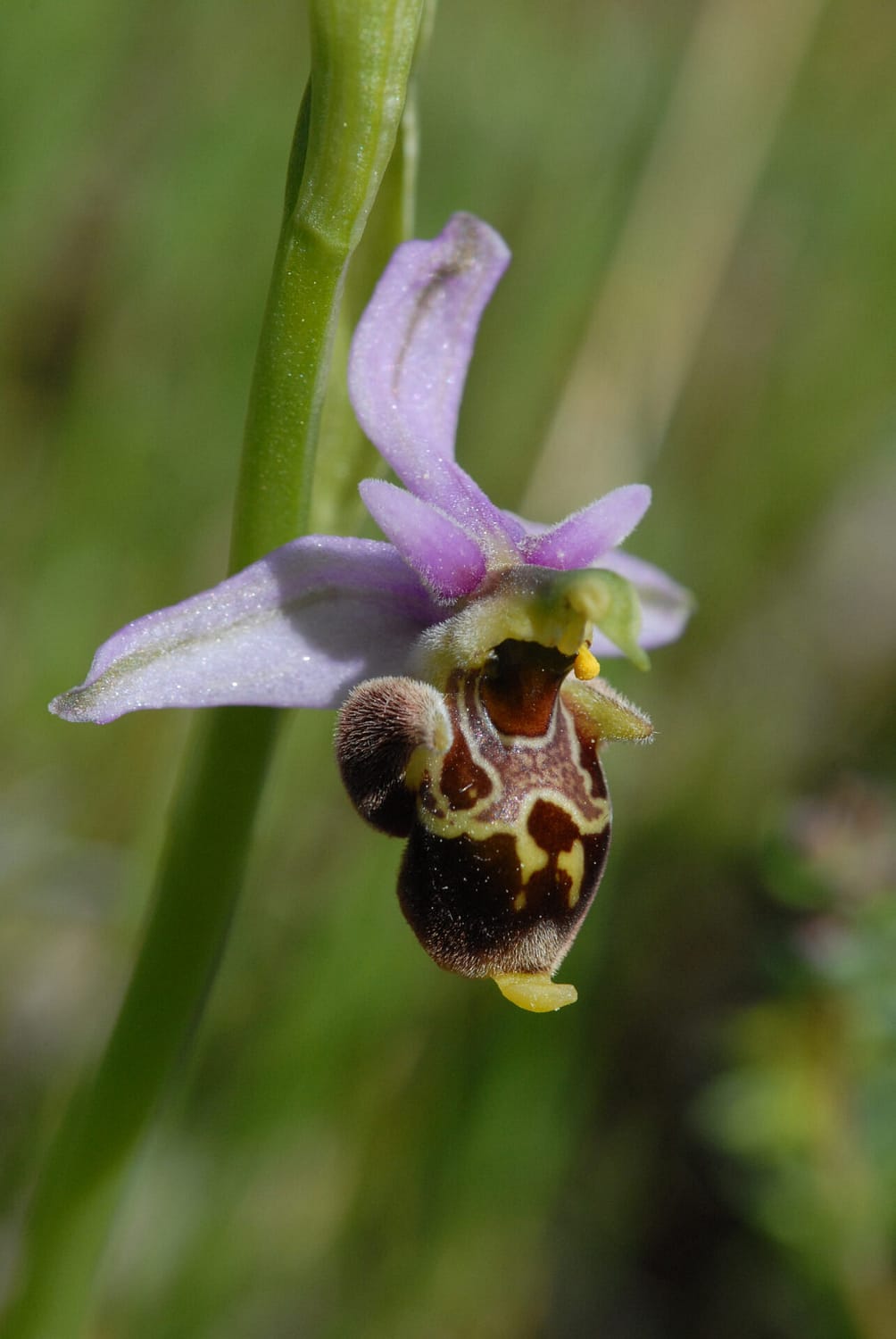 Ophrys brachiotes Vercors2021 BVDV1