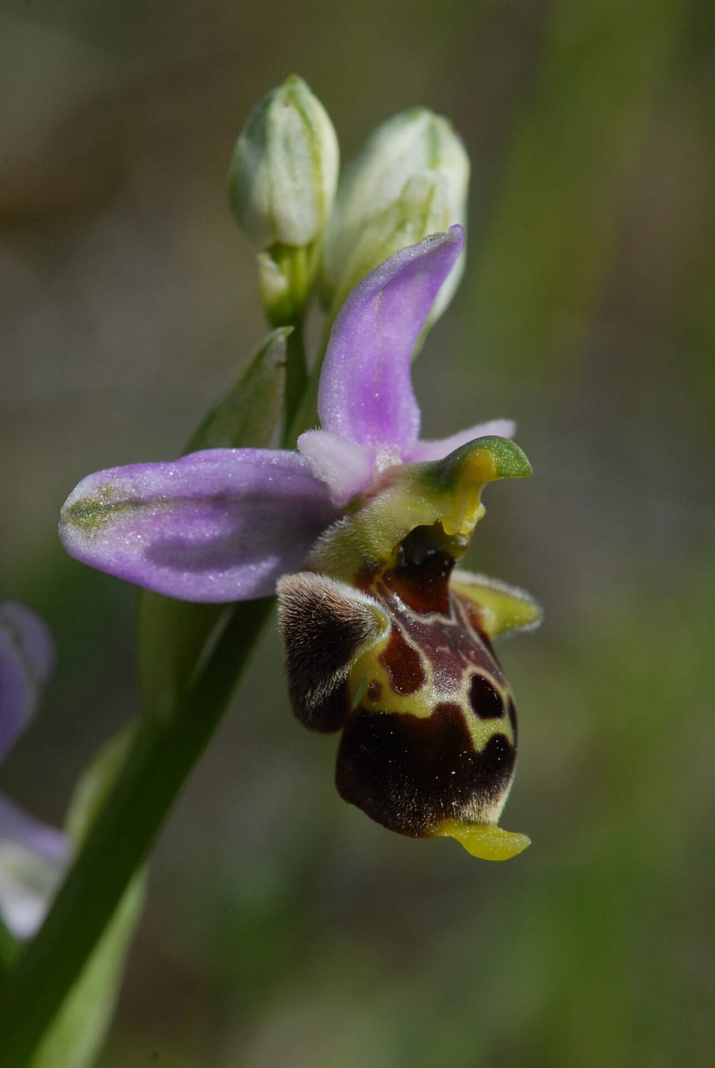 Ophrys brachiotes Vercors2021 BVDV2