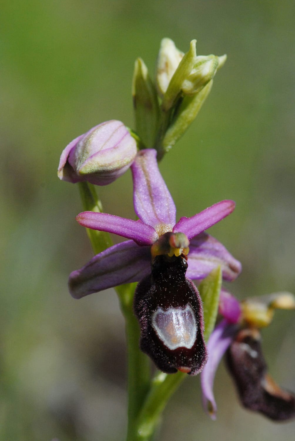 Ophrys drumana Vercors2021 BVDV1