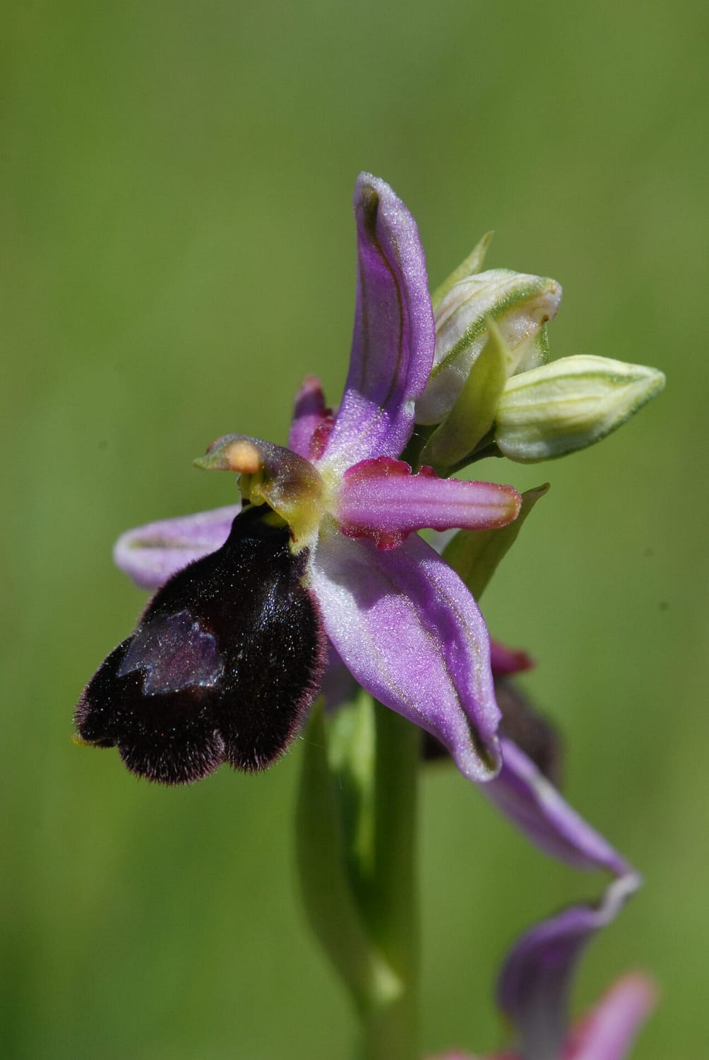 Ophrys drumana Vercors2021 BVDV3