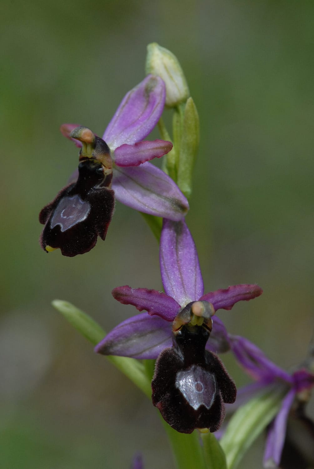 Ophrys drumana Vercors2021 BVDV4