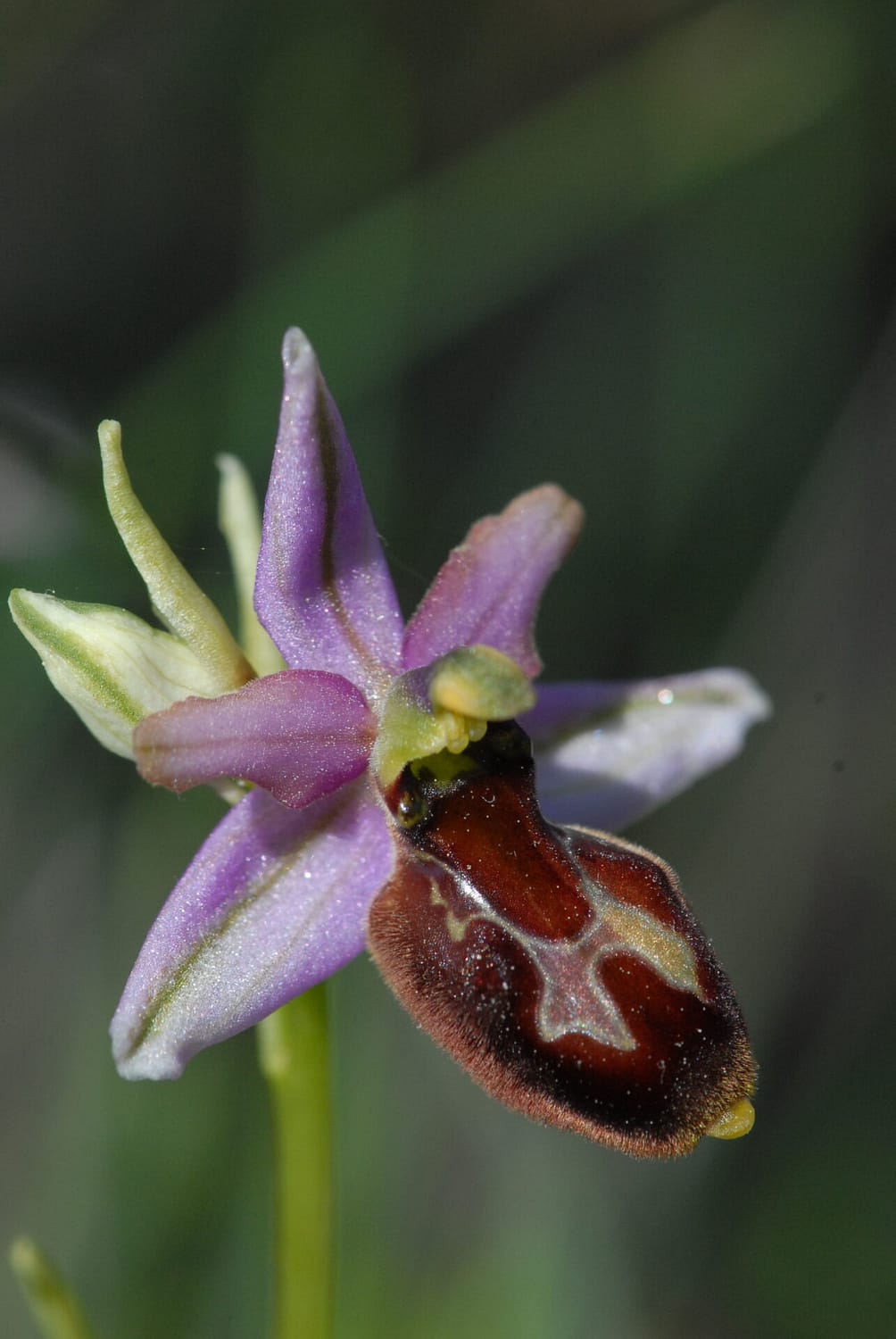 Ophrys drumana x fuciflora demangei Vercors2021 BVDV1