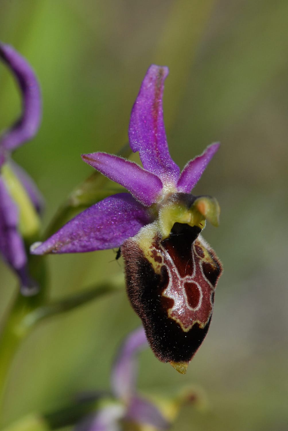 Ophrys drumana x fuciflora demangei Vercors2021 BVDV2