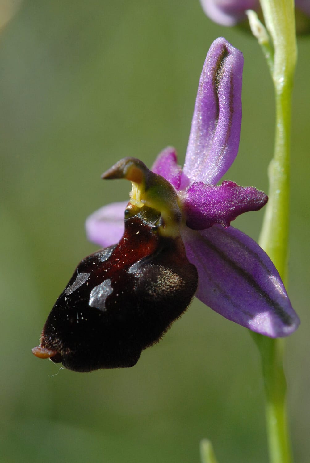 Ophrys drumana x fuciflora demangei Vercors2021 BVDV3