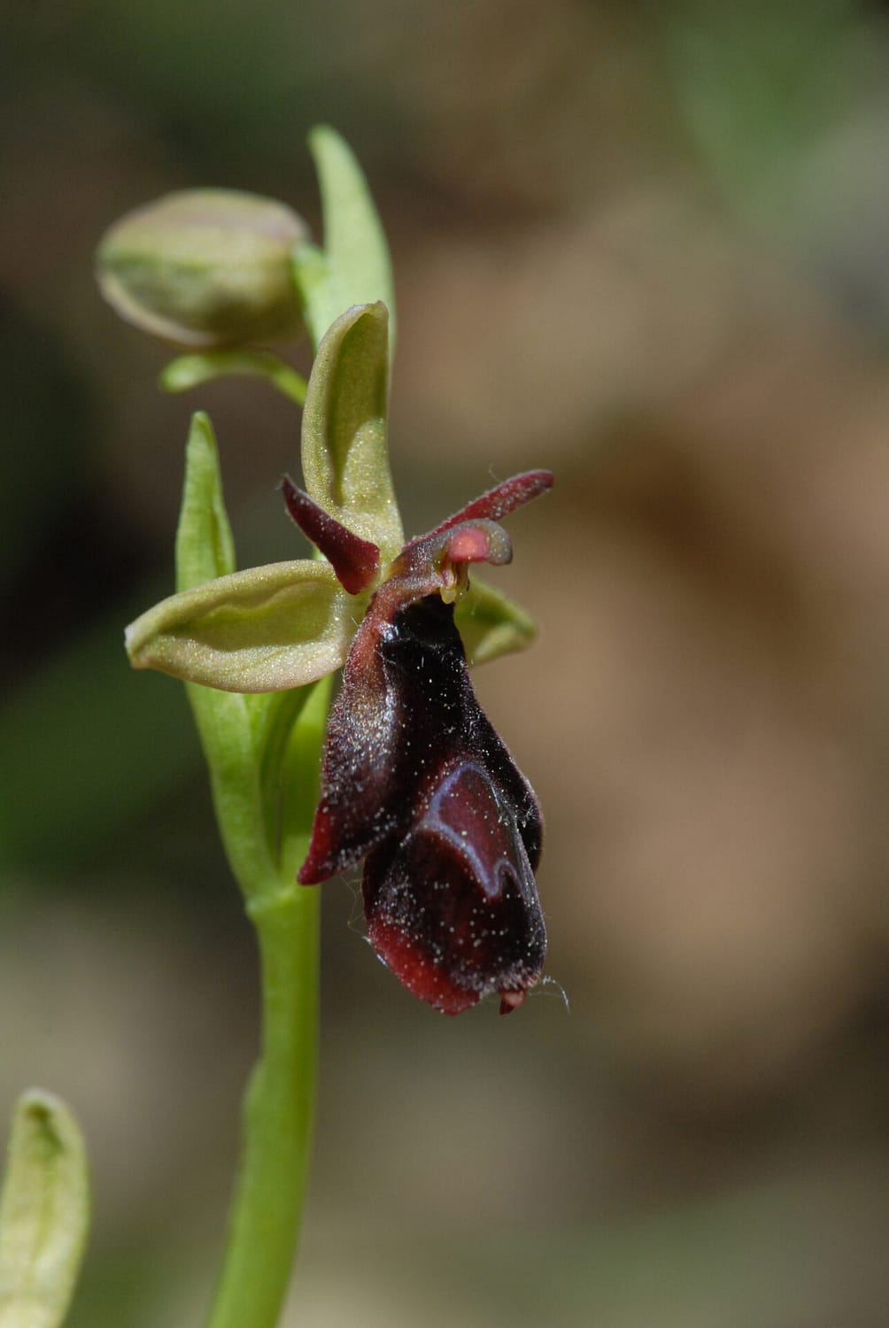 Ophrys drumana x insectifera Vercors2021 BVDV
