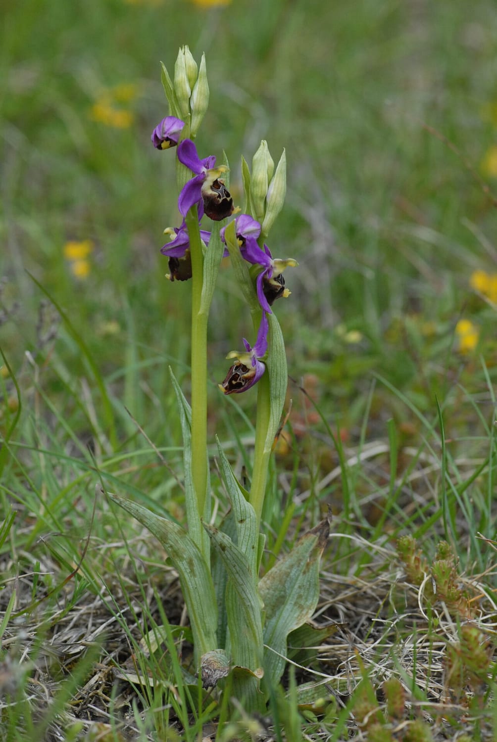 Ophrys fuciflora demangei Vercors2021 BVDV0