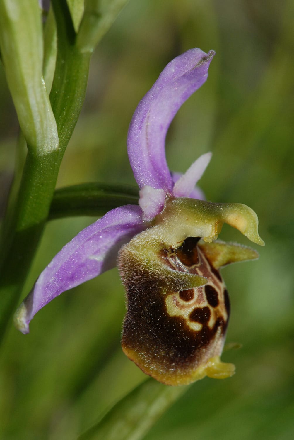 Ophrys fuciflora demangei Vercors2021 BVDV11
