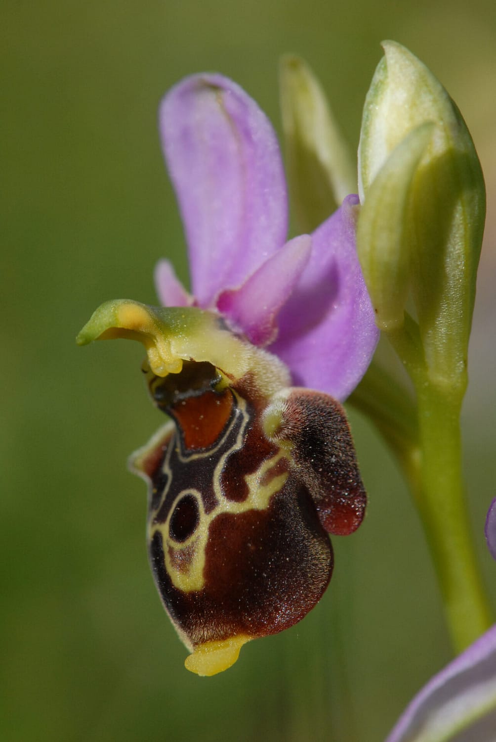 Ophrys fuciflora demangei Vercors2021 BVDV12