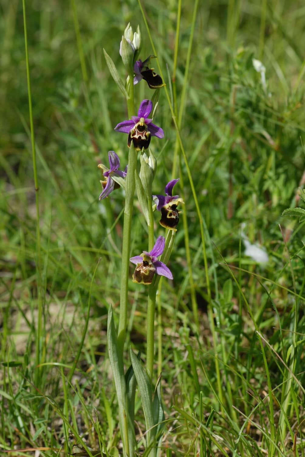 Ophrys fuciflora demangei Vercors2021 BVDV3