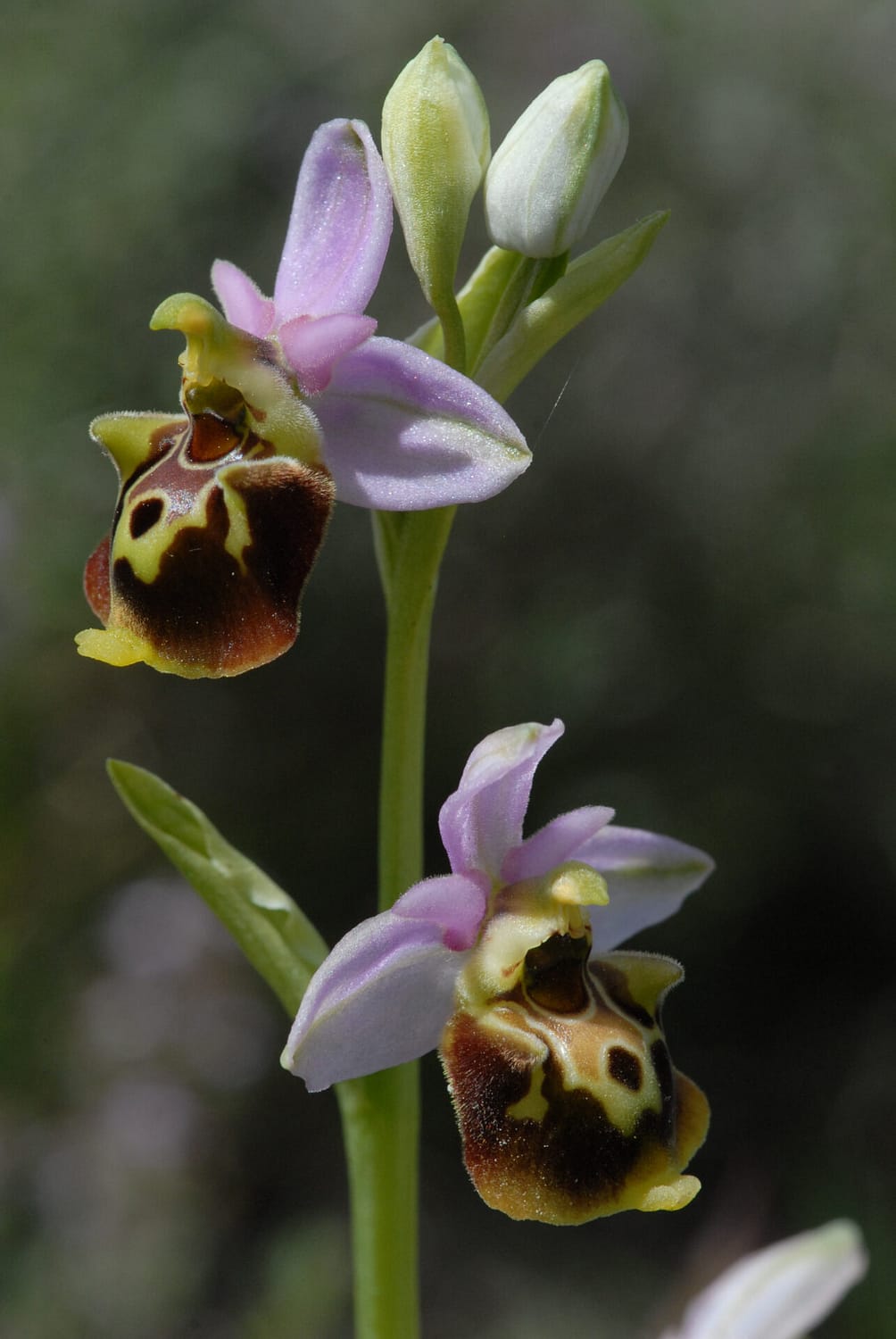 Ophrys fuciflora demangei Vercors2021 BVDV4