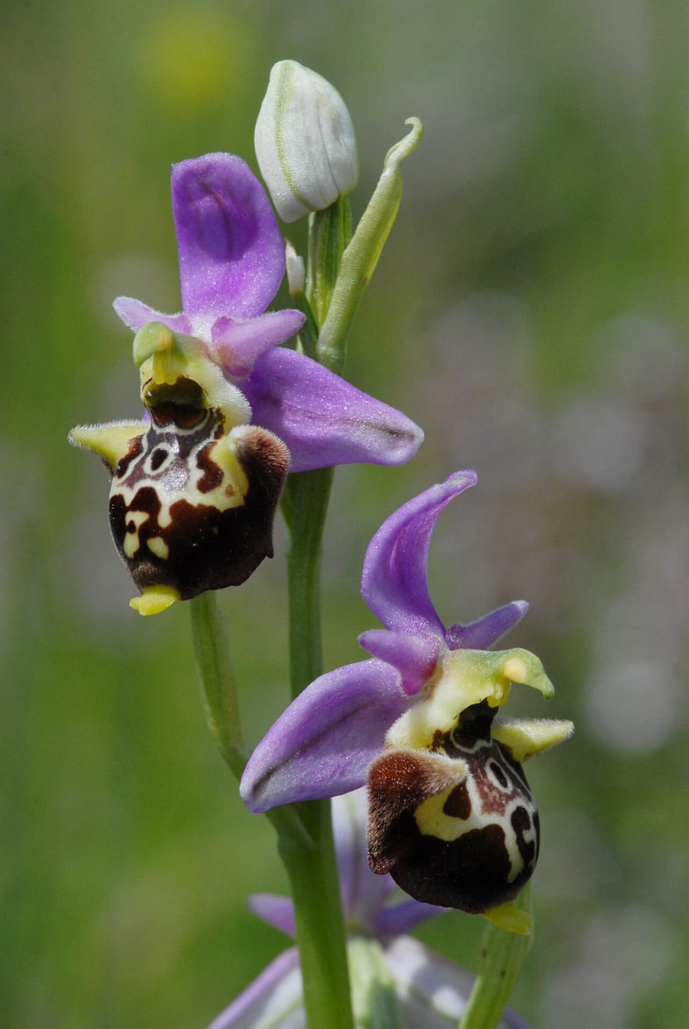 Ophrys fuciflora demangei Vercors2021 BVDV6