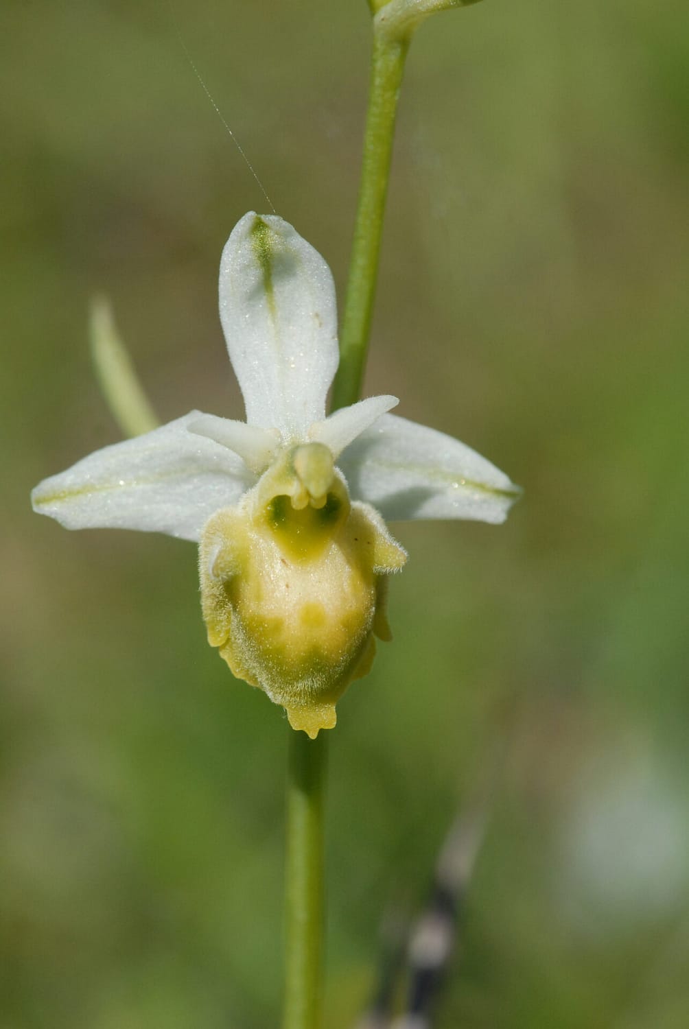 Ophrys fuciflora demangei flevescens Vercors2021 BVDV1