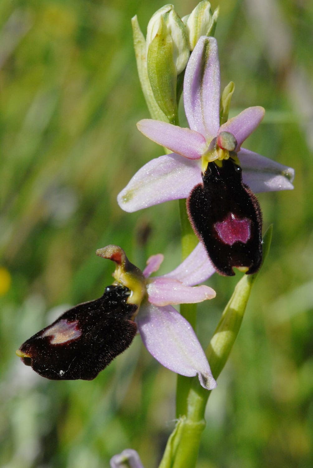 Ophrys saratoi Vercors2021 BVDV1