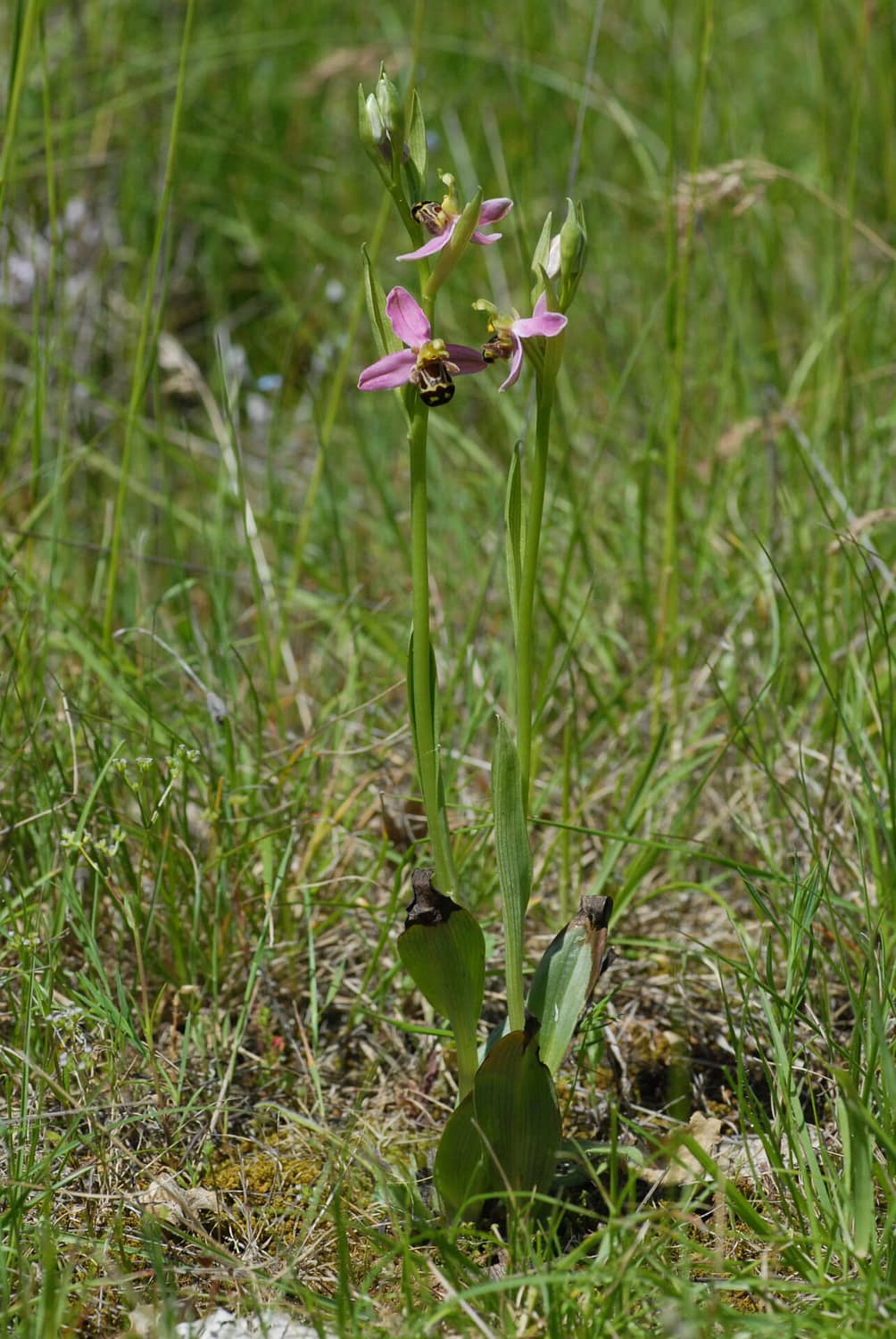 Ophrys apifera Vercors2021 BVDV1 1