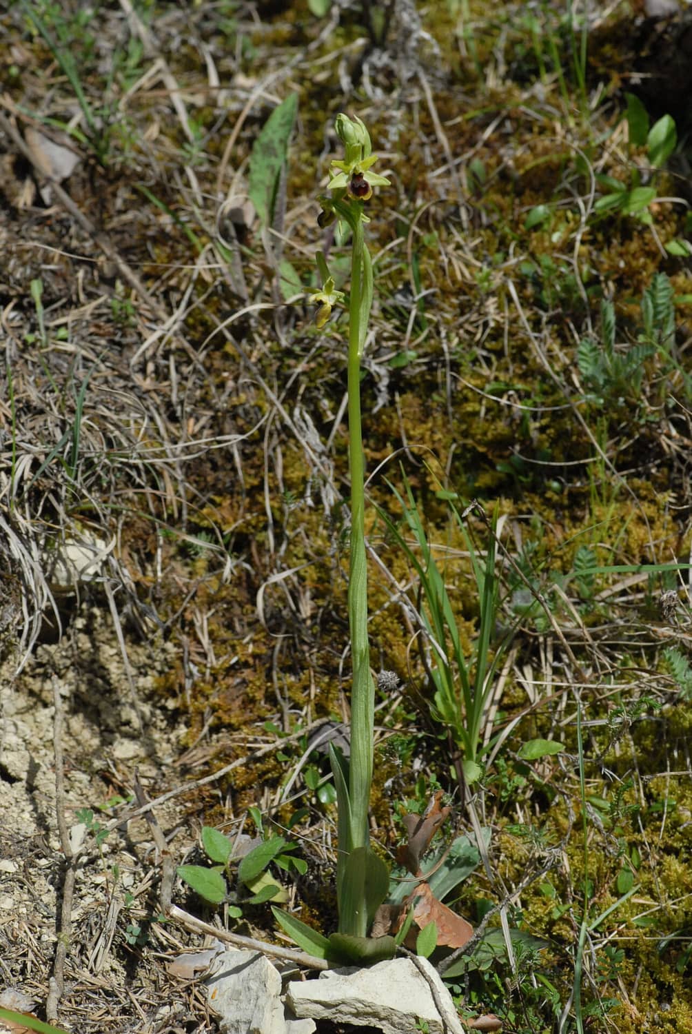 Ophrys araneola Vercors2021 BVDV1
