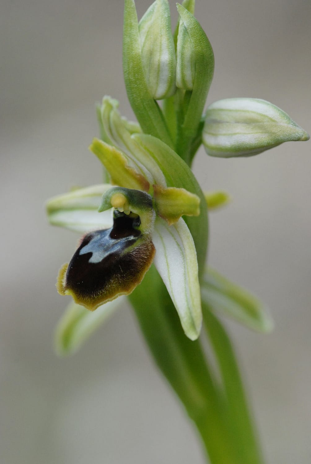 Ophrys araneola Vercors2021 BVDV4