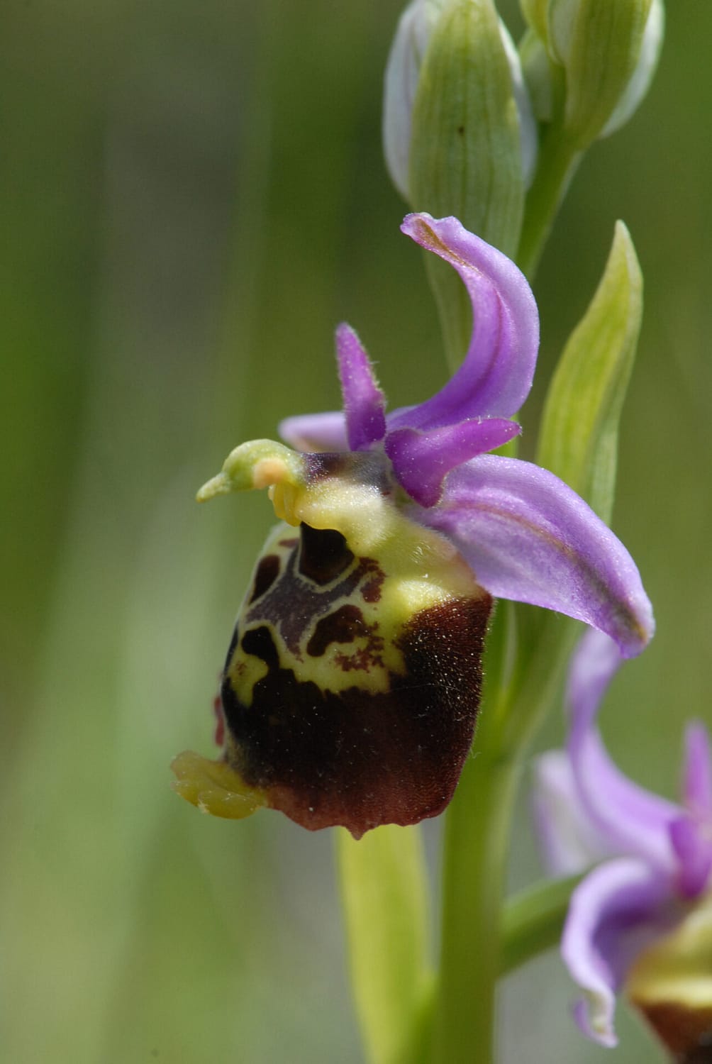 Ophrys fuciflora demangei Vercors2021 BVDV8