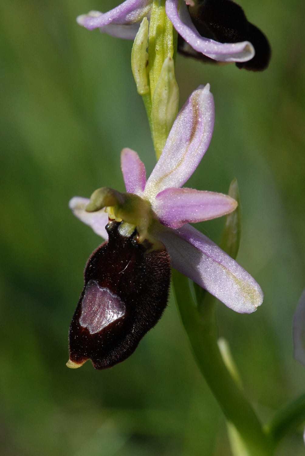 Ophrys saratoi Vercors2021 BVDV2