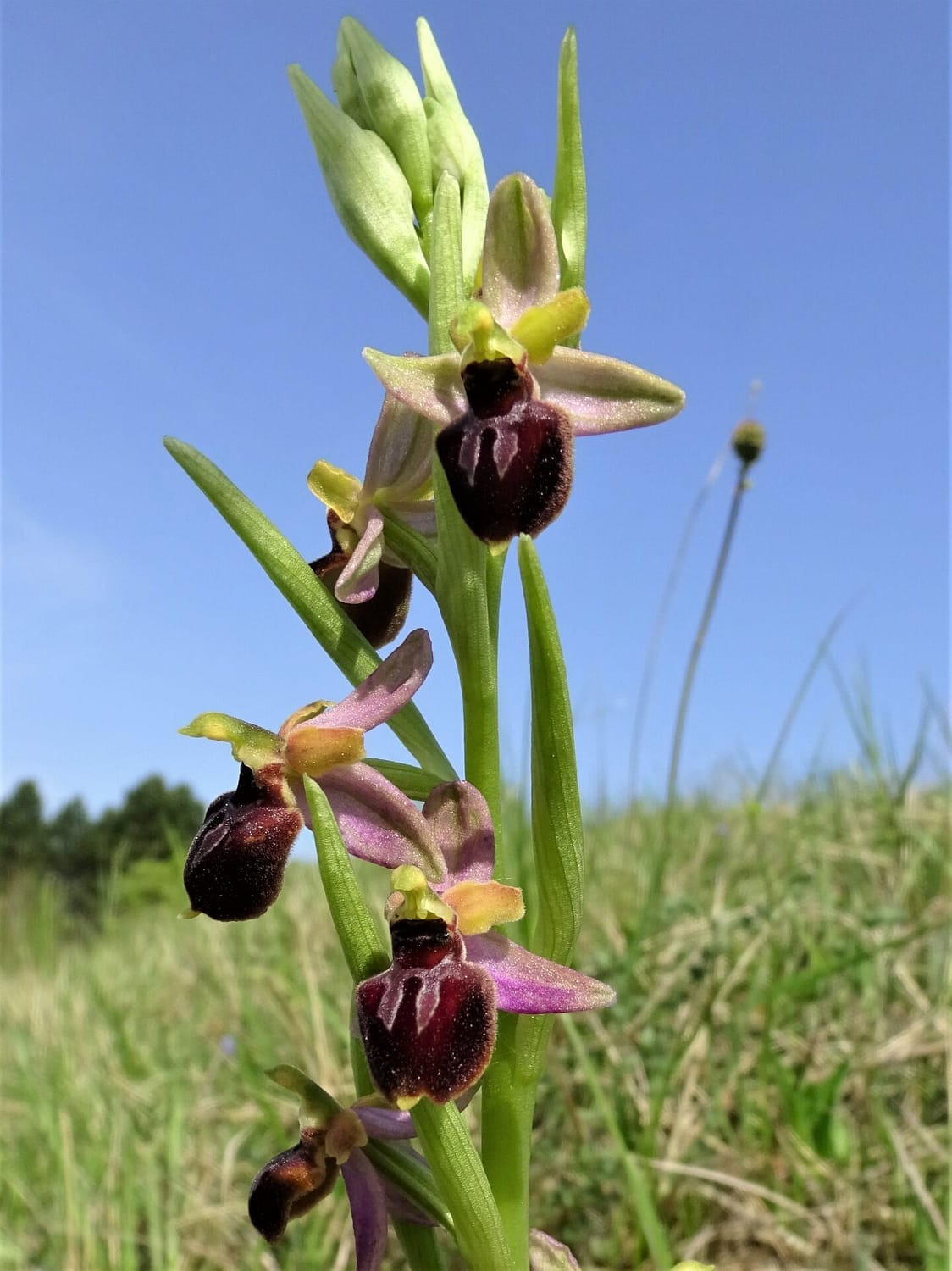 <i>Ophrys x pulchra</i>