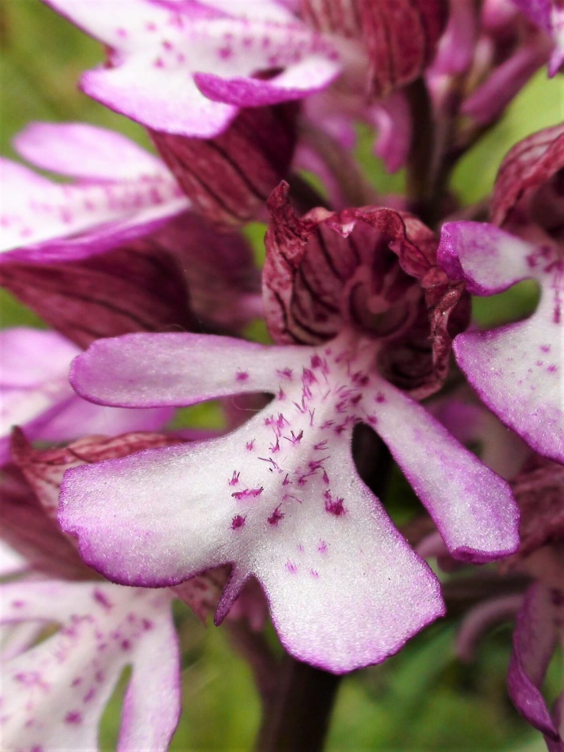 <i>Orchis purpurea</i>