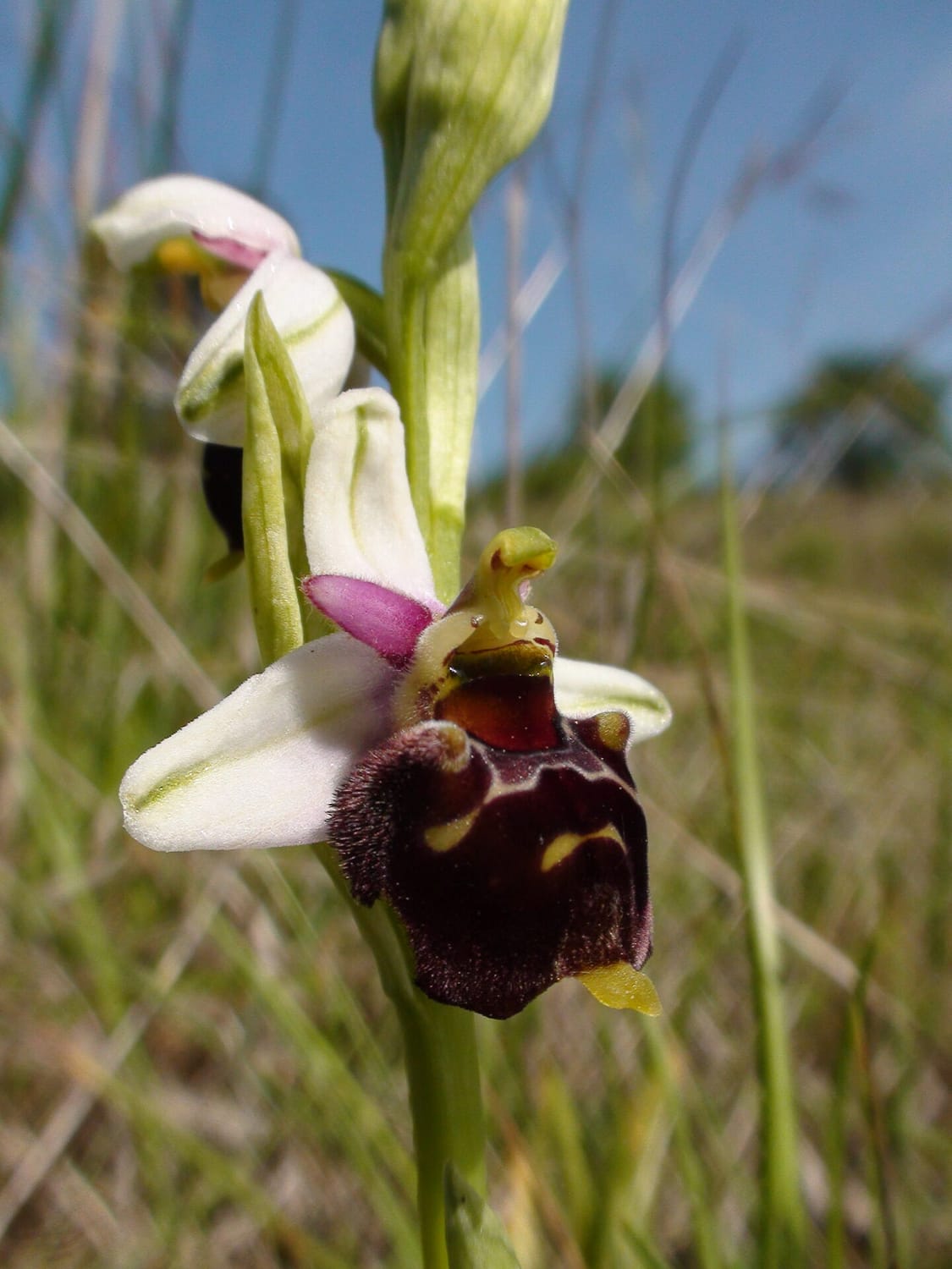 <i>Ophrys fuciflora</i>