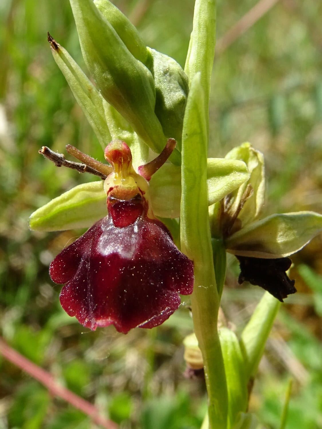 <i>Ophrys x devenensis</i>