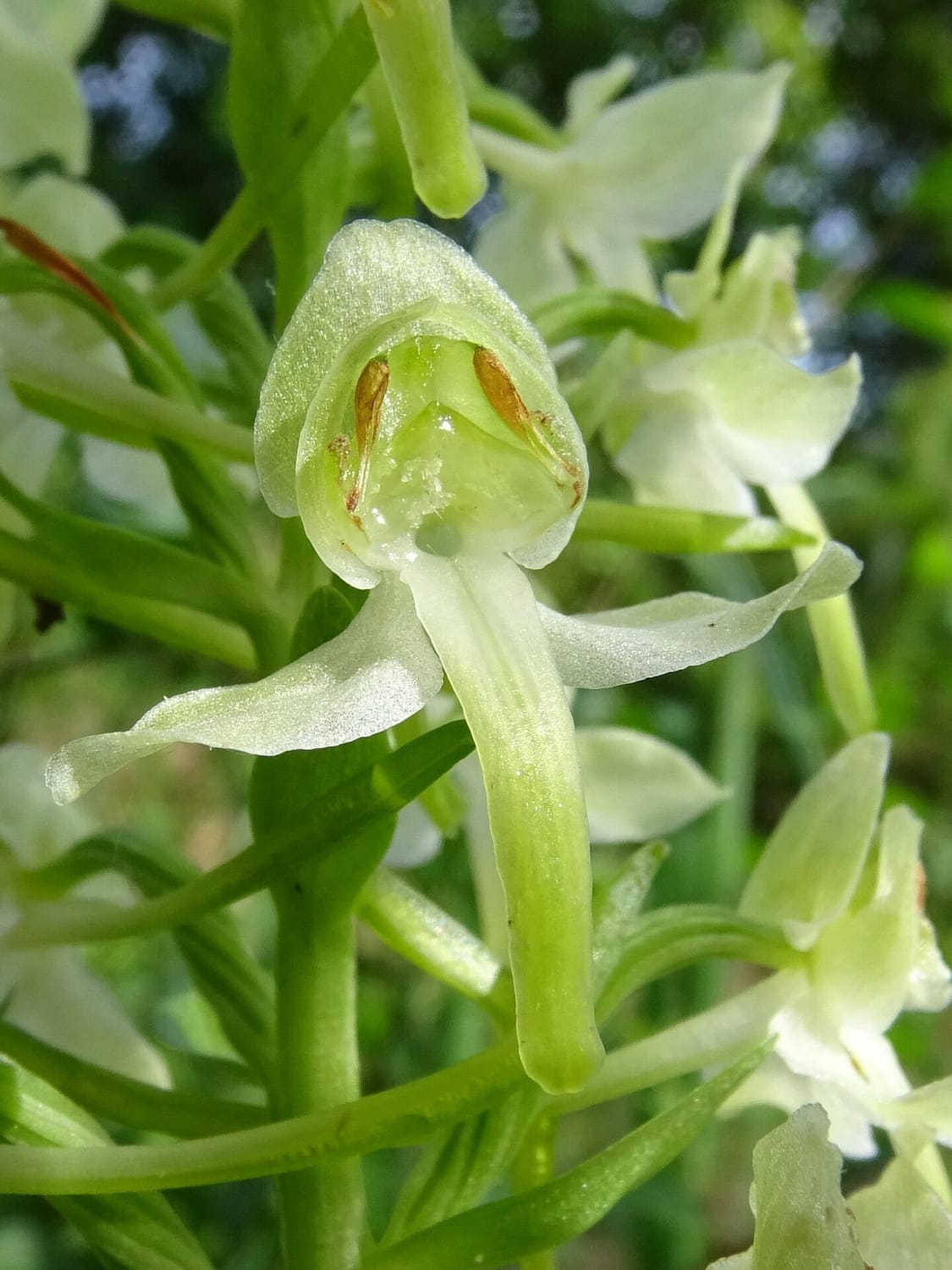 Platanthera chloranta bloem PM 01