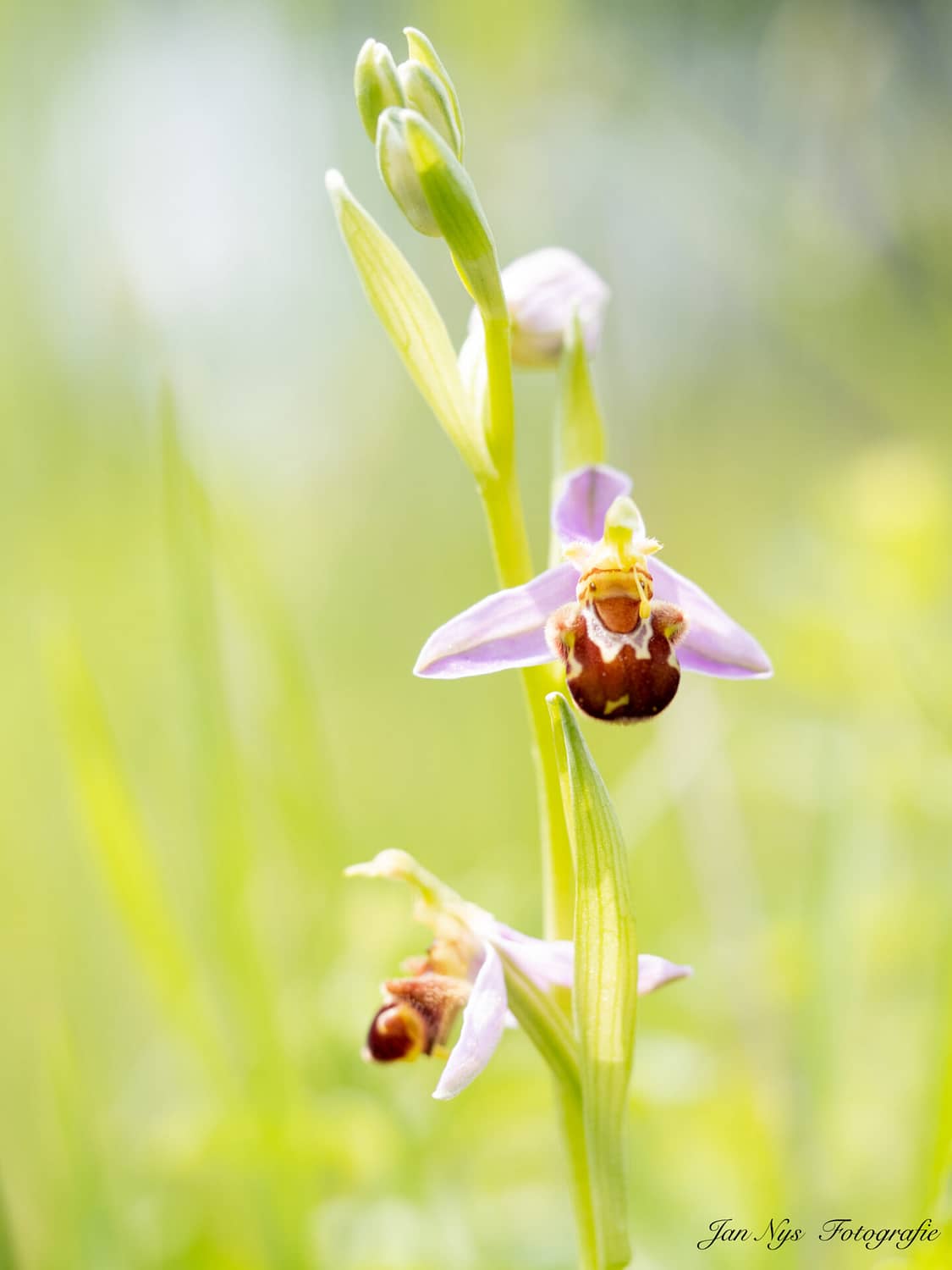 Bijen Ophrys.Jan Nys 02