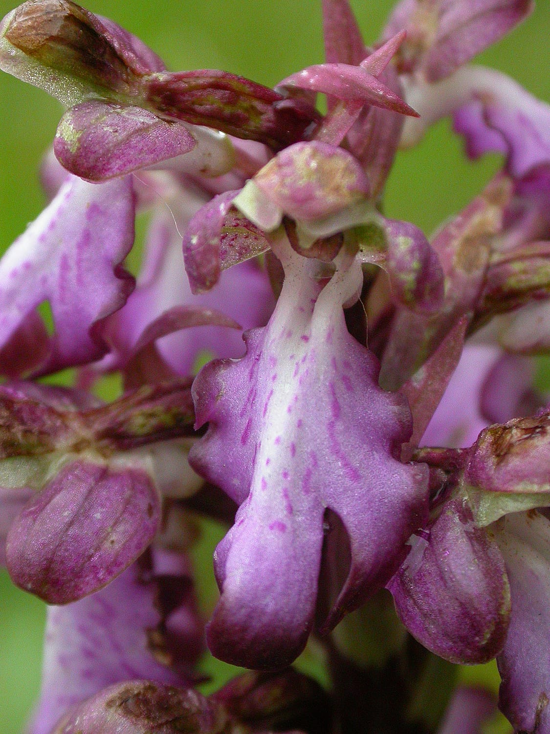 <i>Himantoglossum robertianum</i>