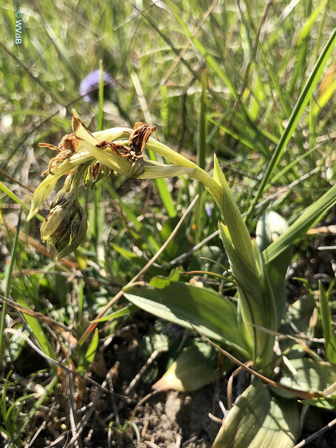 Ophrys araneola 01 WVdB 25042021