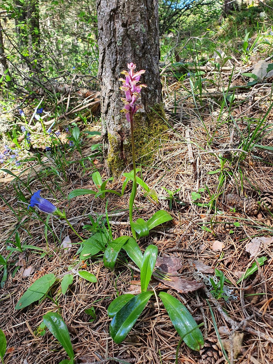 <i>Orchis spitzelii</i>