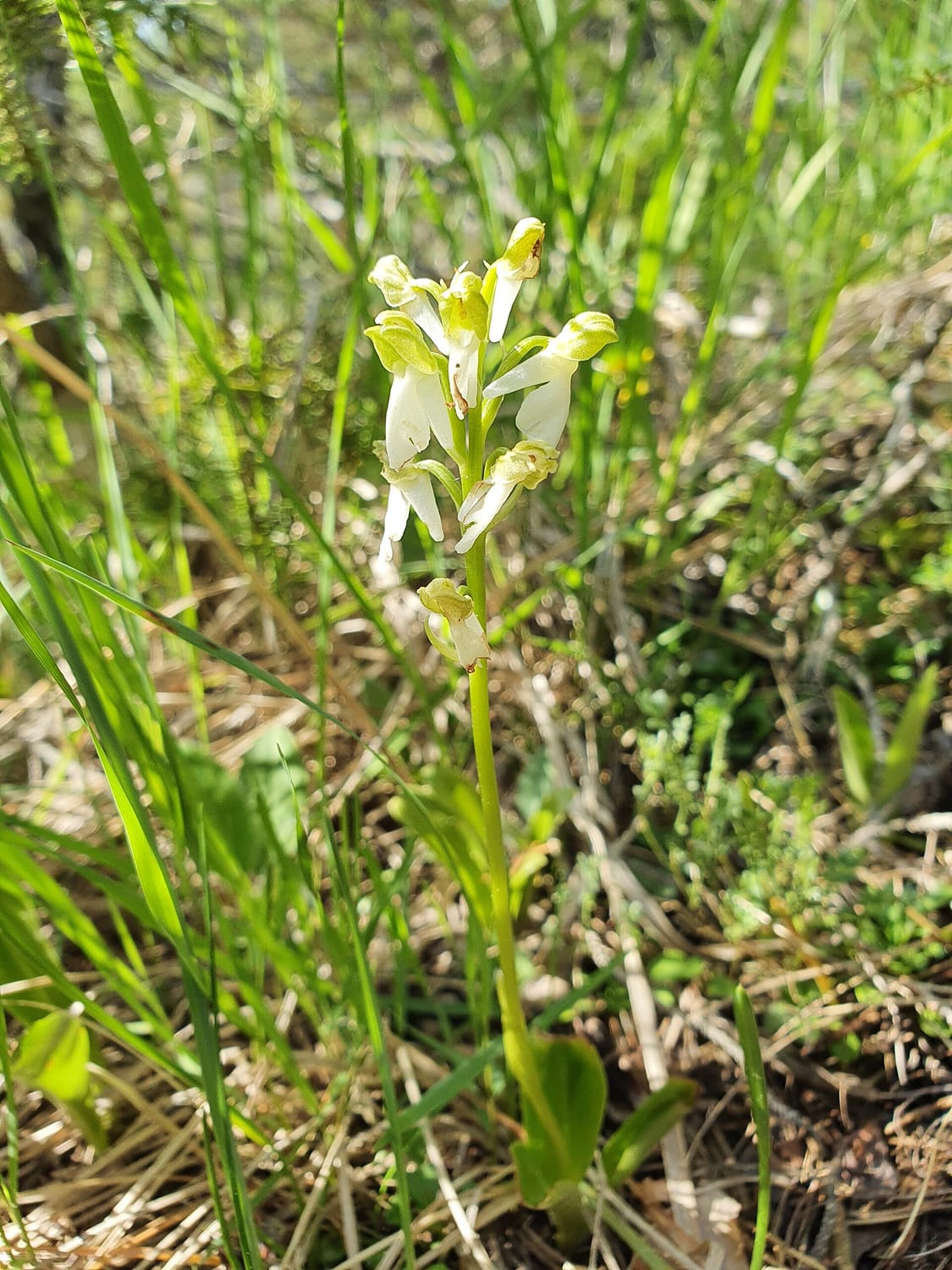 <i>Orchis spitzelii alba</i>