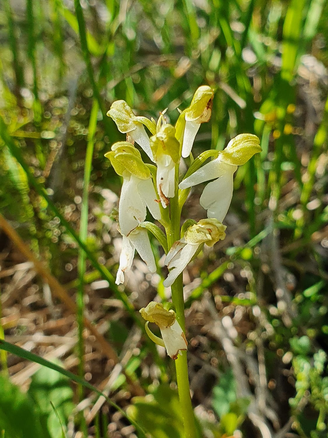 <i>Orchis spitzelii alba</i>