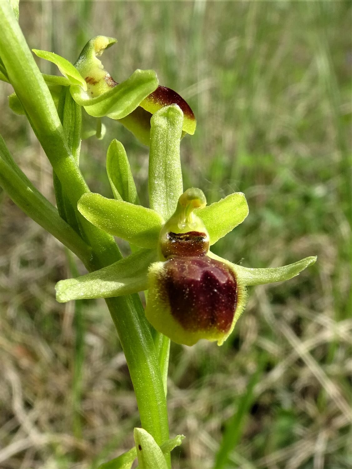 <i>Ophrys araneola</i>