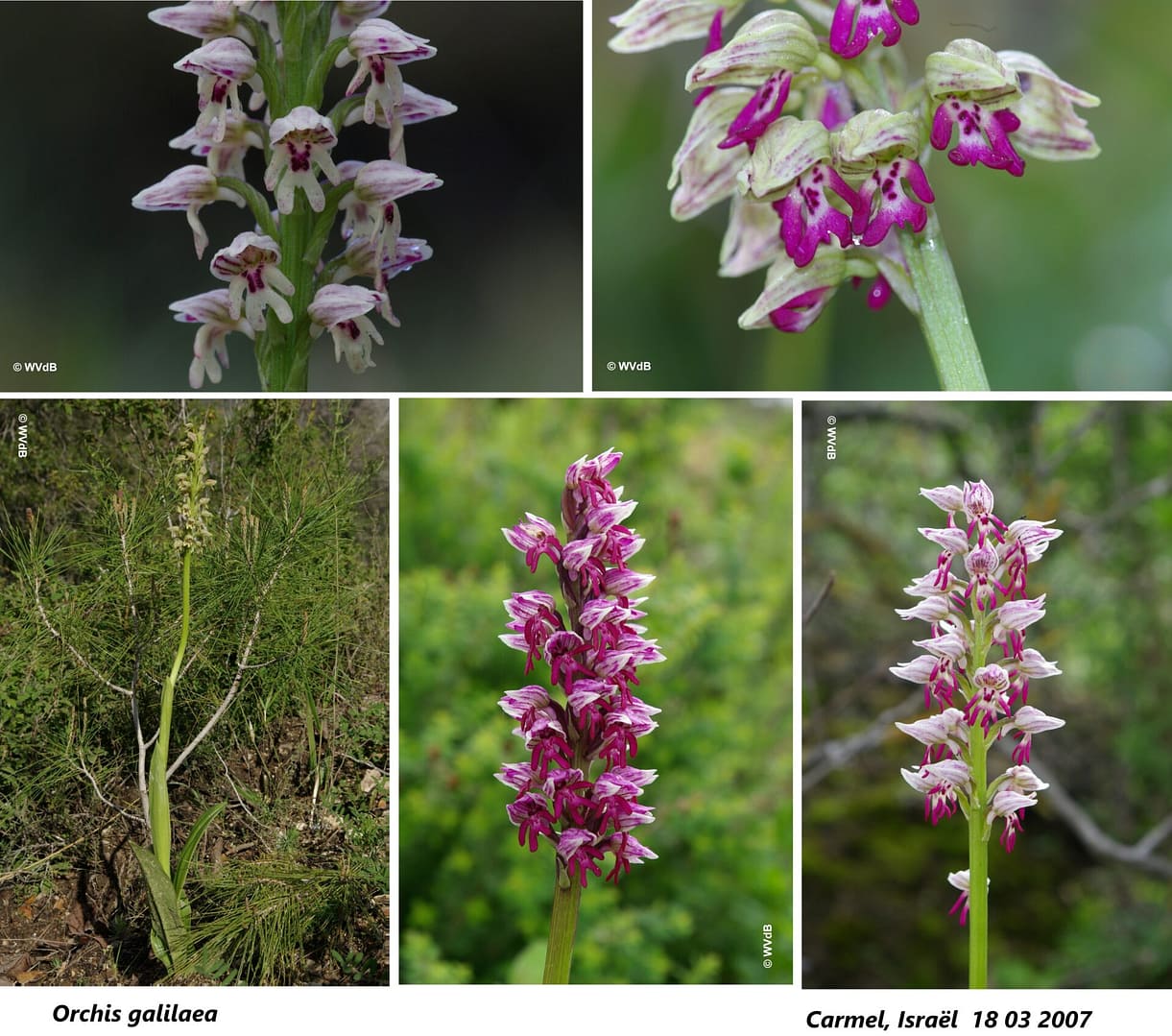 orchis galilaea 3