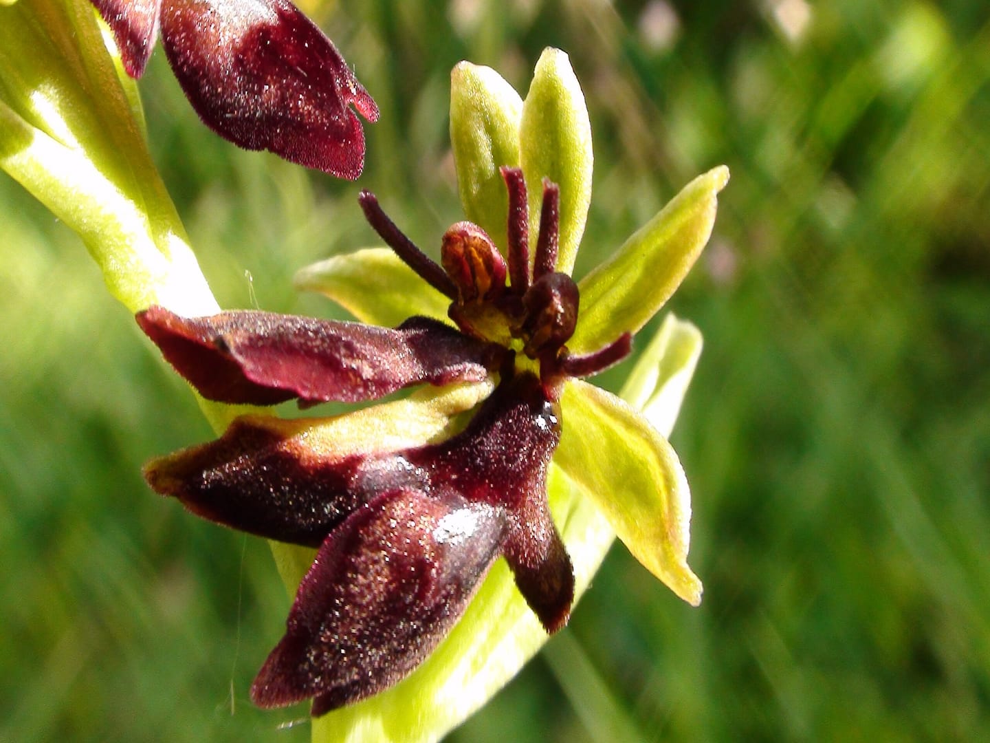 <i>Ophrys insectifera</i> mutant