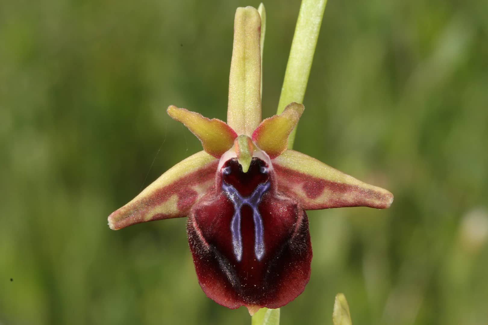 Ophrys posteria Choulou 13 04 2016