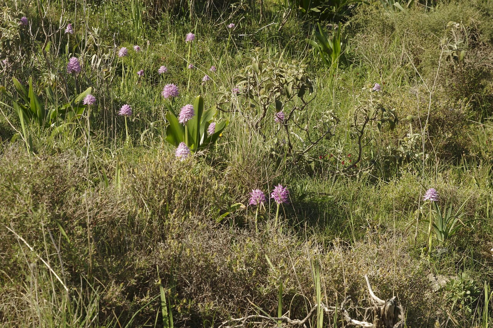 <i>Orchis italica</i>