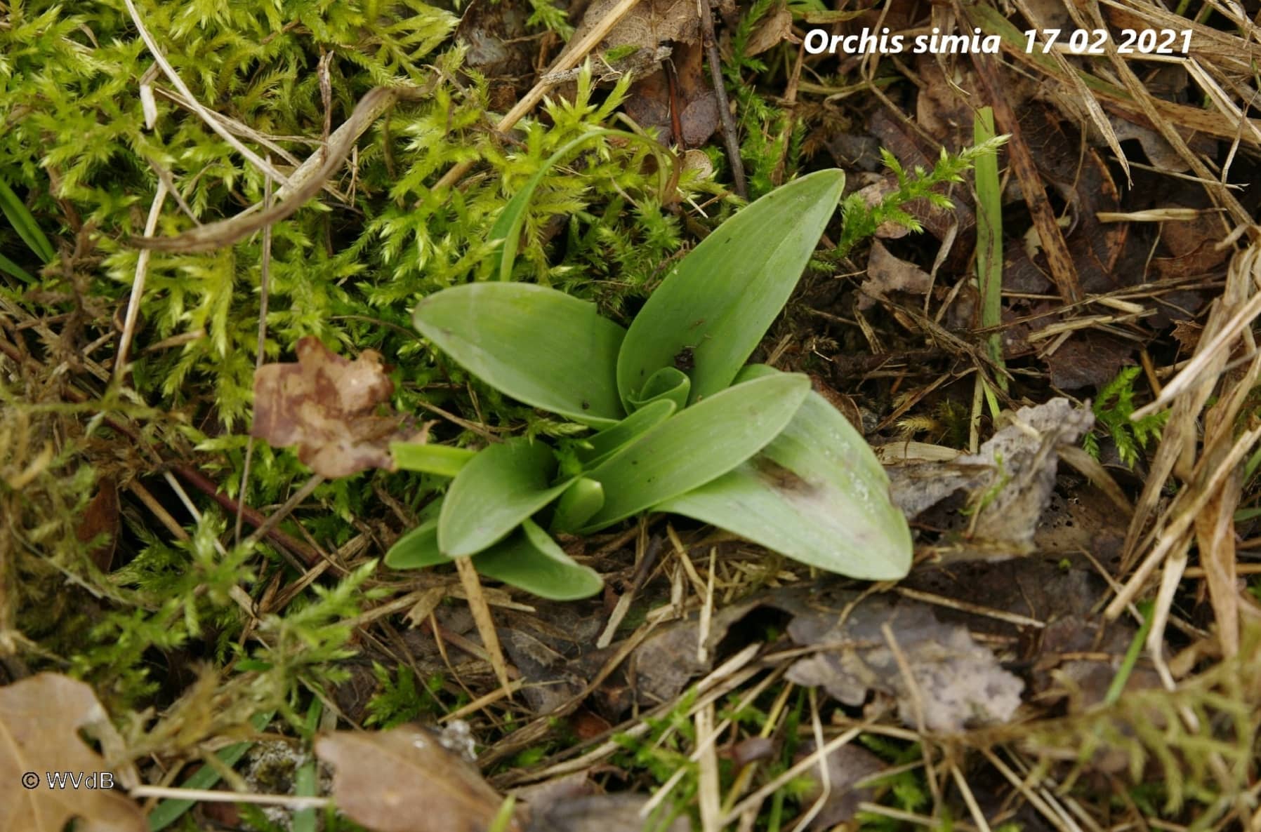 orchis simia 2a