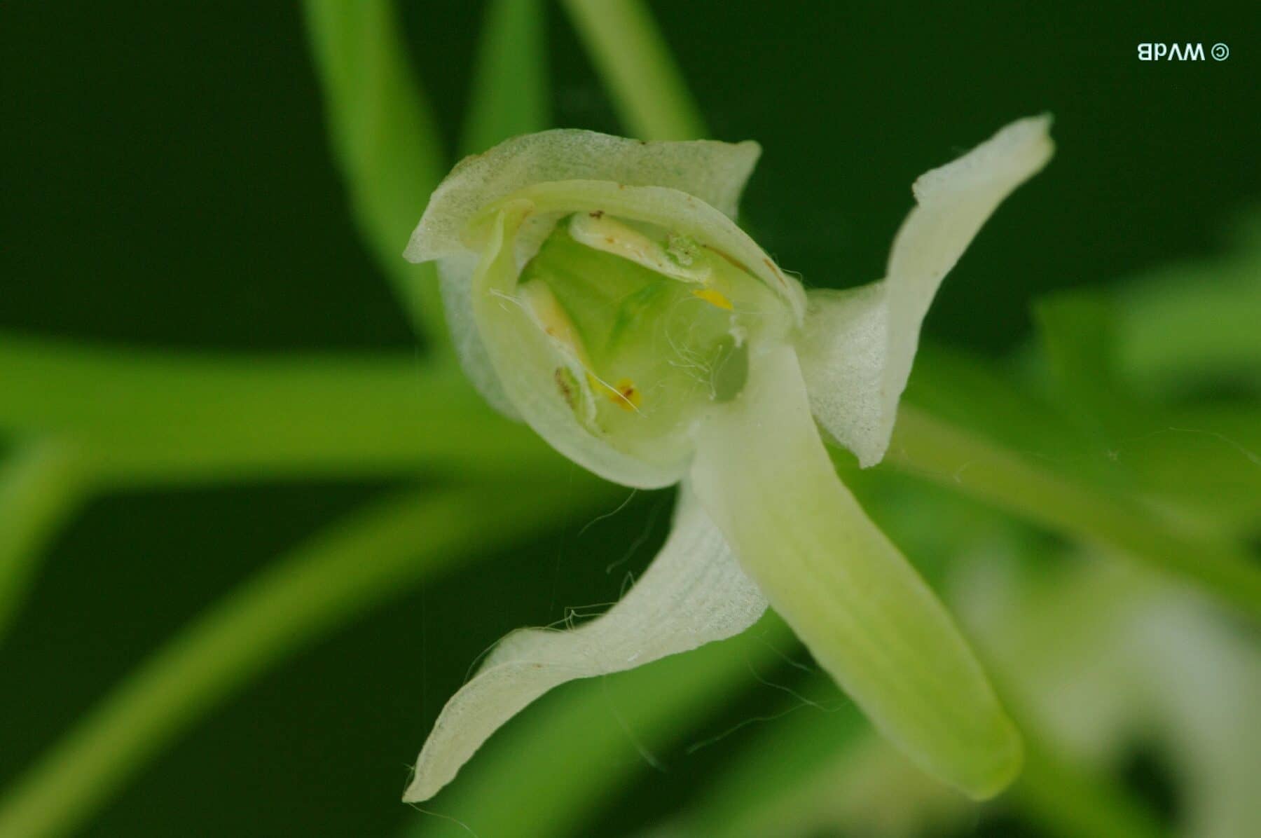 Bergnachtorchis <i>Platanthera chlorantha</i>