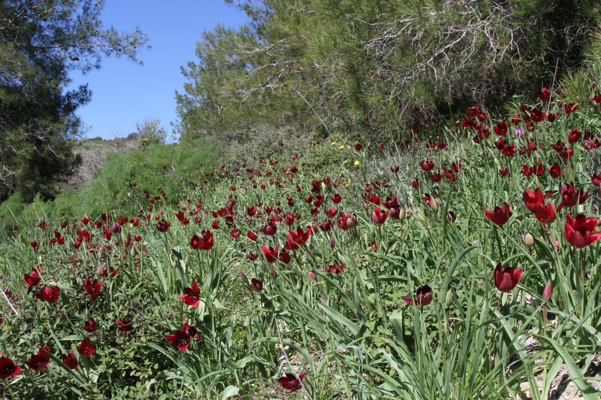 Tulipa cypria Noord Cyprus 18032017 BDB