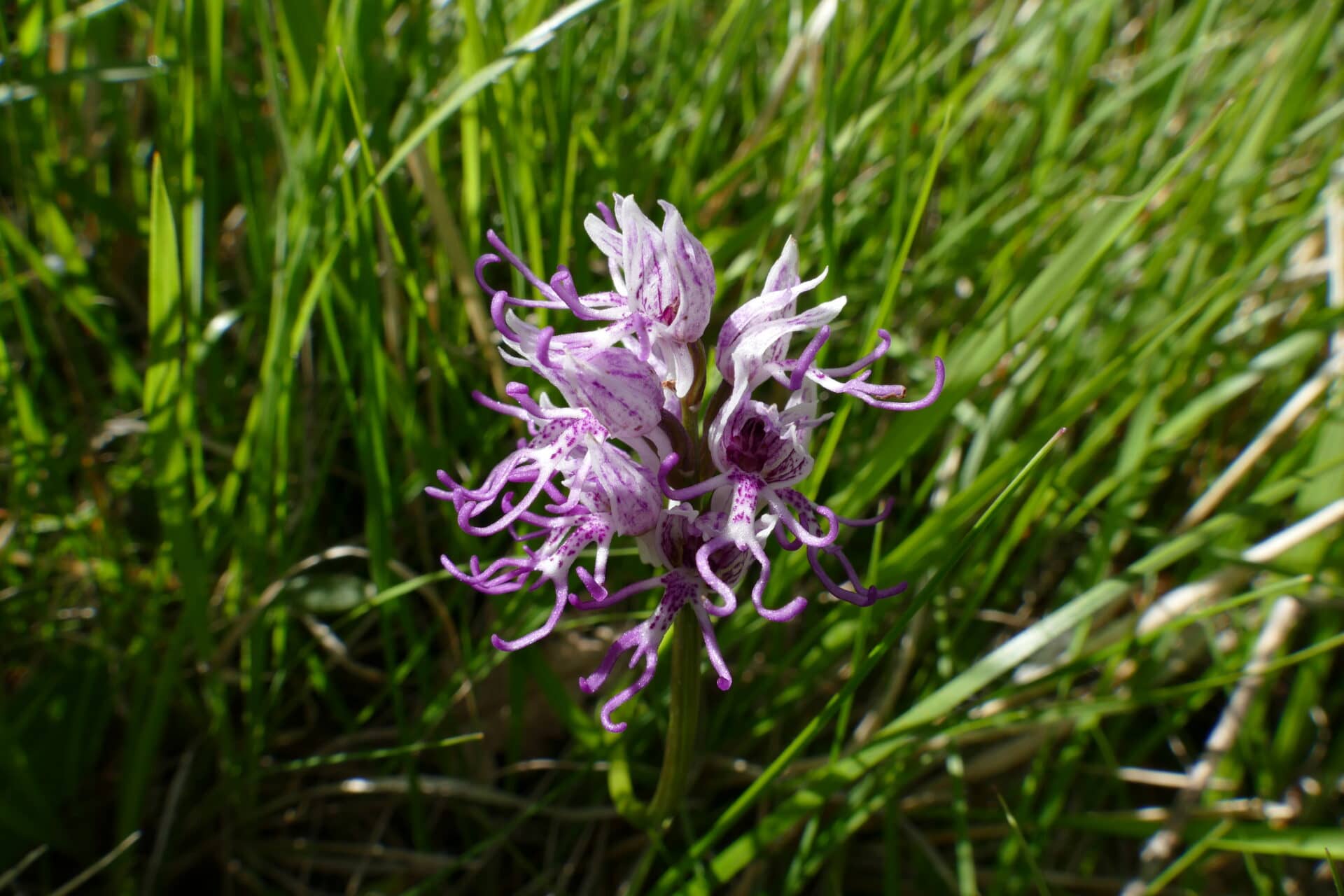 13 Orchis simia RM 01
