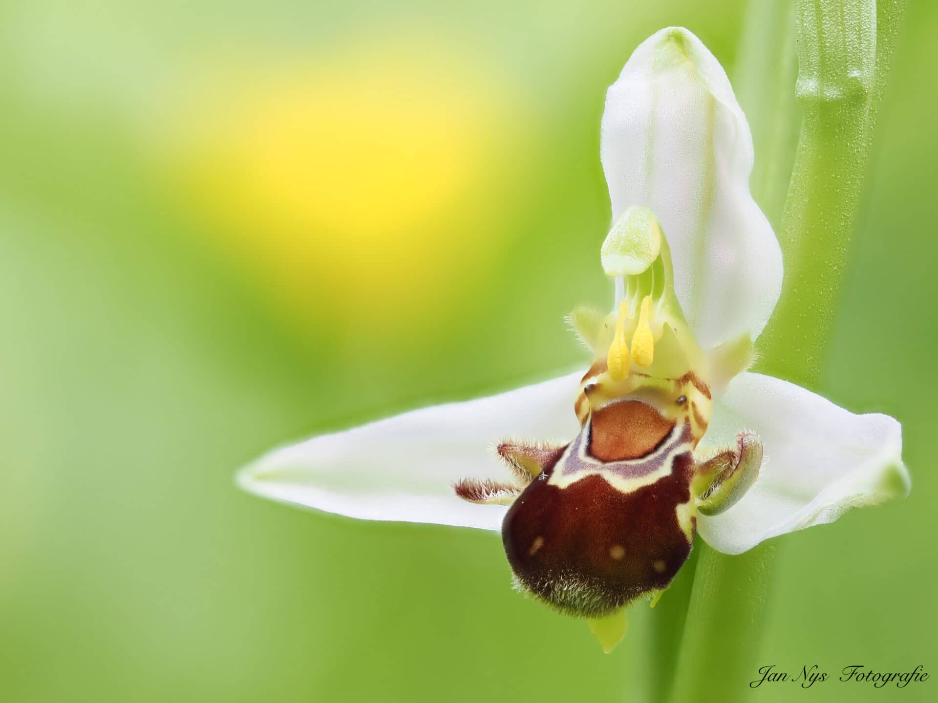 Bijen Ophrys.Jan Nys 01