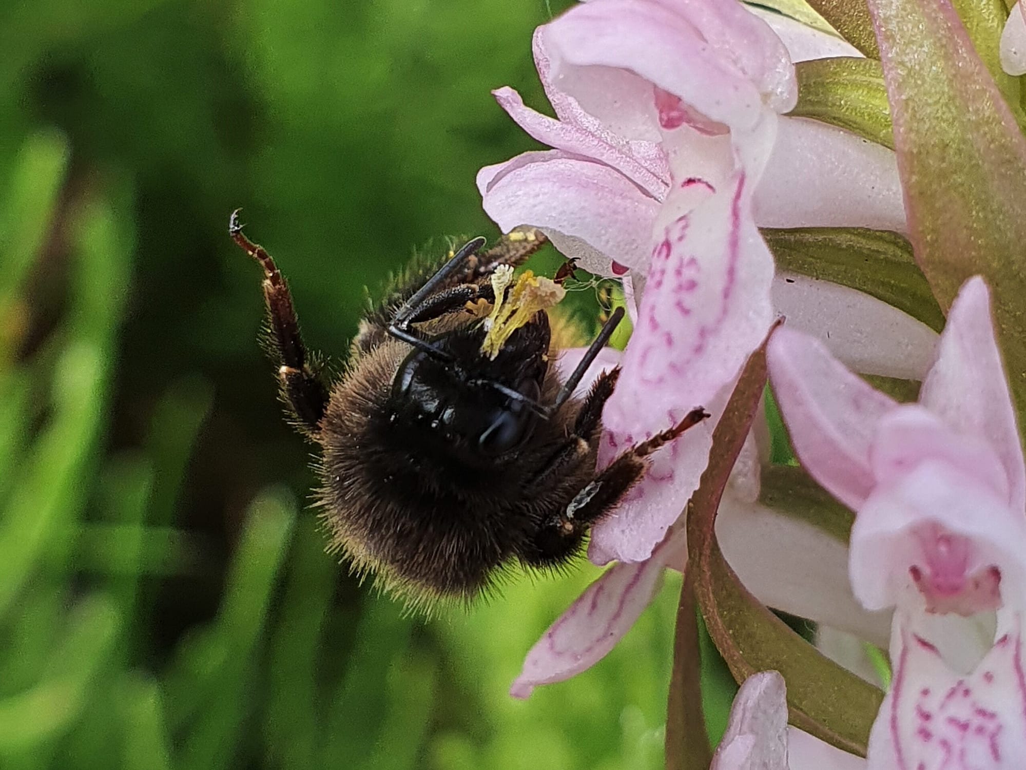 <i>Dactylohirza incarnata</i> met hommel en pollen.