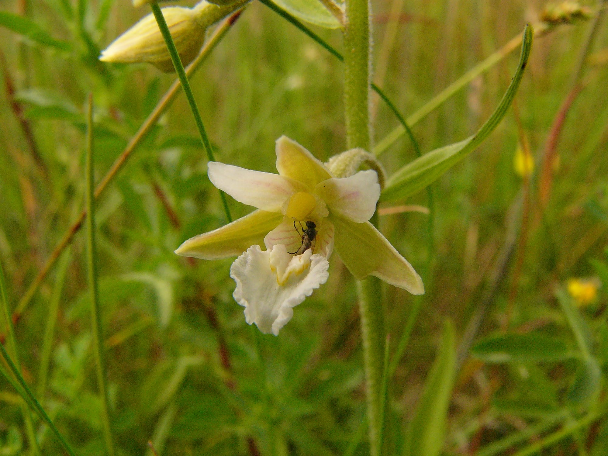 <i>Epipactis palustris alba</i>