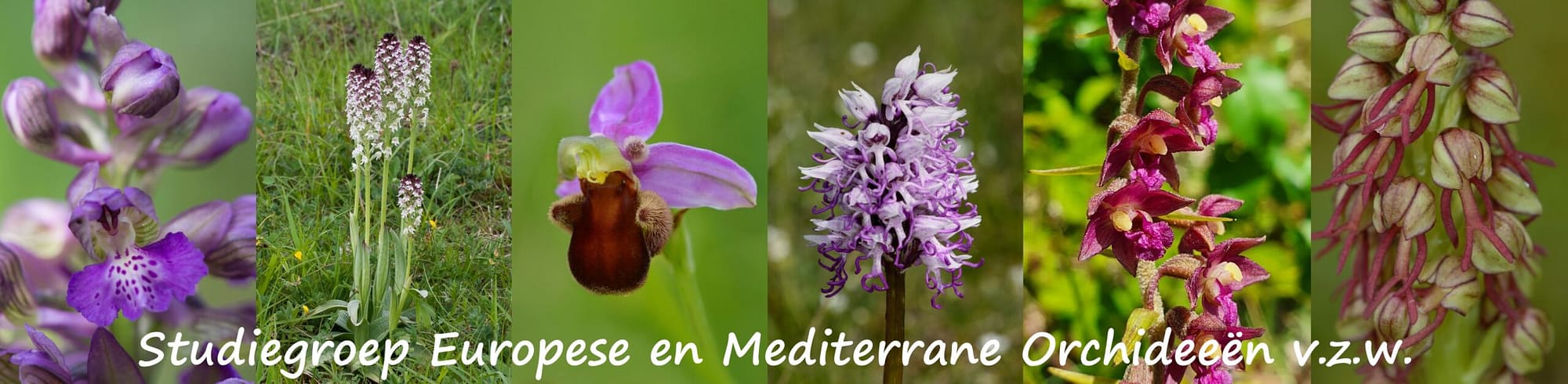 S.E.M.O. vzw : Studiegroep Europese en Mediterrane Orchideeën vzw
