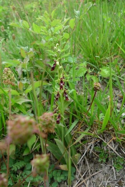19052021 JWiarda Ophrys insectifera