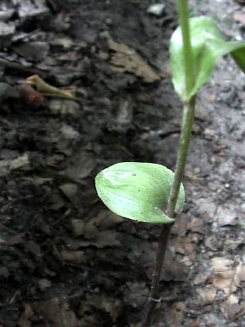 <i>Epipactis phyllanthes var degenera</i> onderste ronde blad