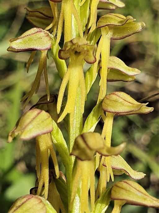 10 Orchis antropophorum PM 02
