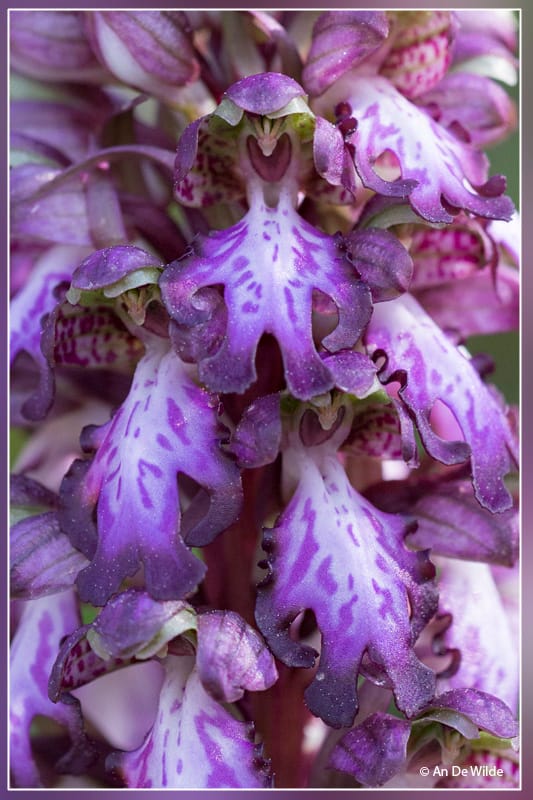 <i>Himantoglossum robertianum</i>